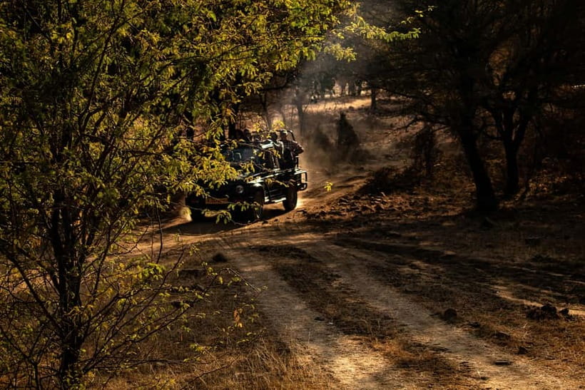 Ranthambore National Park: Safari Ticket with Pickup Option - Guides, languages, and the pace of the outing