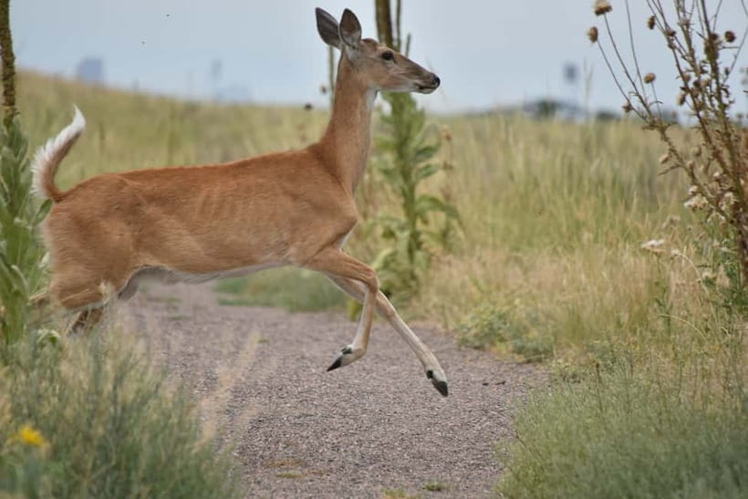 Ranthambore National Park: Safari Ticket with Pickup Option - FAQ