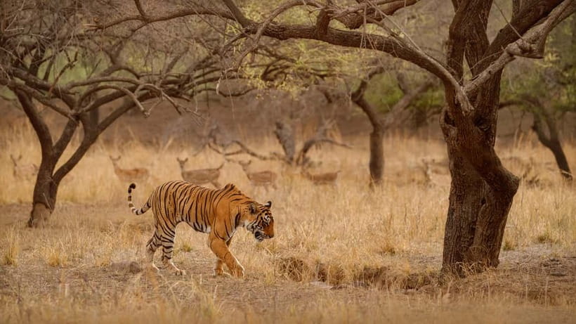 Ranthambore National Park: Safari Ticket with Pickup Option - What the 20-seat canter is like