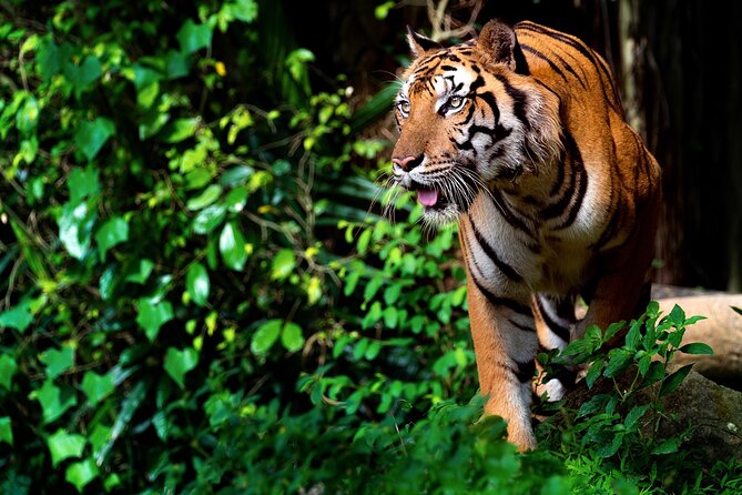Ranthambore Safari Admission tickets : Choose your Option - Why the guide matters