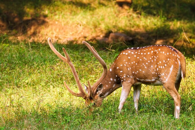 Ranthambore Safari Admission tickets : Choose your Option - What the $44.73 price includes