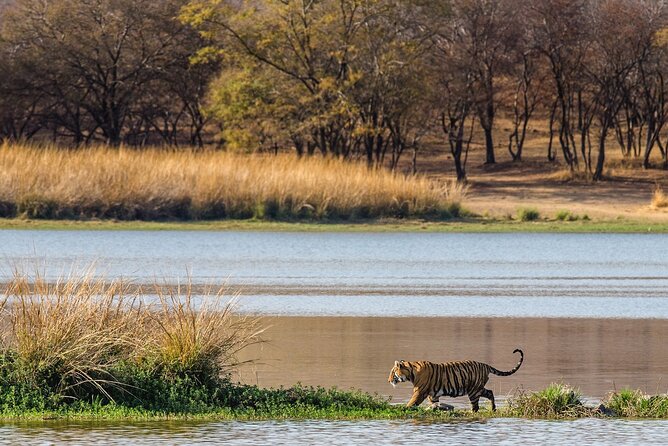 Ranthambore Safari Admission tickets : Choose your Option - FAQ
