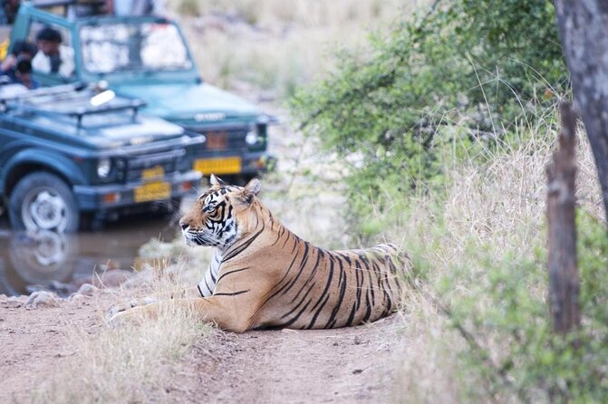 Ranthambore: Sharing Safari In Canter Or Gypsy Vehicle All Incl. - What to know before you go