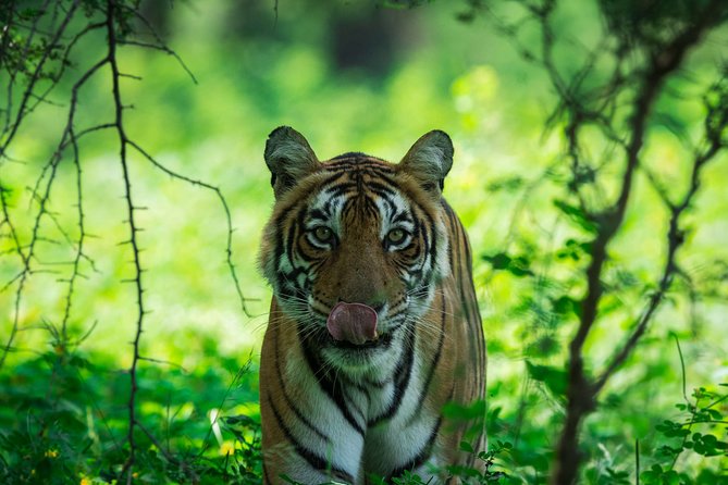 Ranthambore: Sharing Safari In Canter Or Gypsy Vehicle All Incl. - The drive from Sawai Madhopur to the park