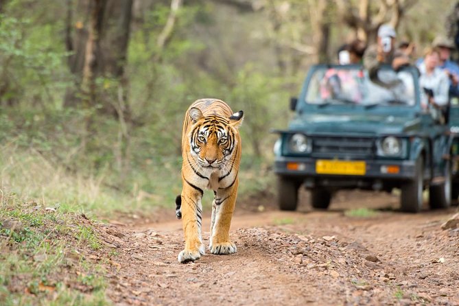 Ranthambore Tiger Safari Day trip from Jaipur - All Inclusive - Leaving Jaipur early and reaching Ranthambore
