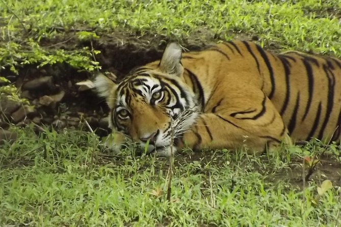 Ranthambore Tiger Safari Day trip from Jaipur - All Inclusive - Tiger sightings, other wildlife, and the luck factor