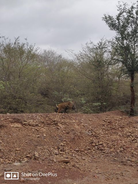 Ranthambore Tiger Safari Day Trip from Jaipur -All Inclusive - FAQ
