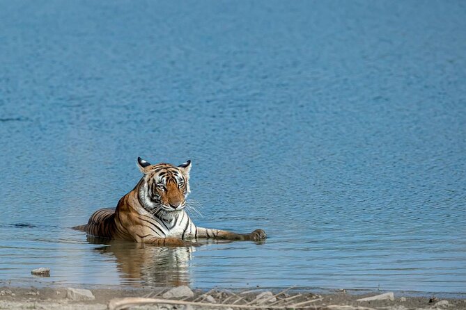 Ranthambore Tiger Safari from Jaipur – 1 or 2 Days - At a glance