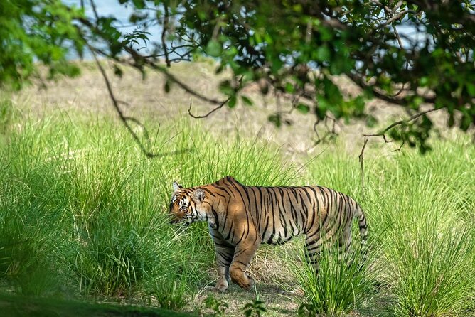 Ranthambore Tiger Safari from Jaipur – 1 or 2 Days - A short museum stop near Ranthambore