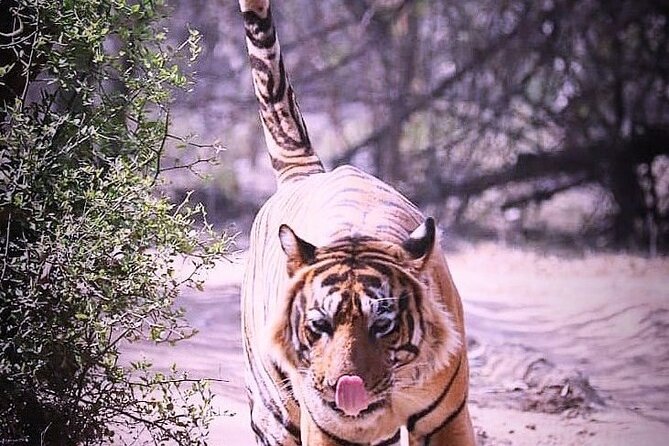 Ranthambore Wildlife Safari with Tickets & Transfer Options - What the three-hour park visit involves