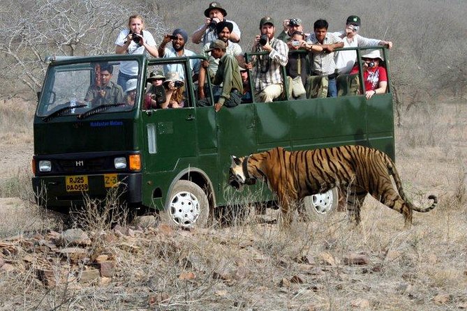 Ranthambore Wildlife Safari with Tickets & Transfer Options - Gypsy or Canter: check what you are buying